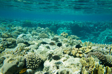 Underwater world panorama. Coral reef ocean light under water © Pakhnyushchyy