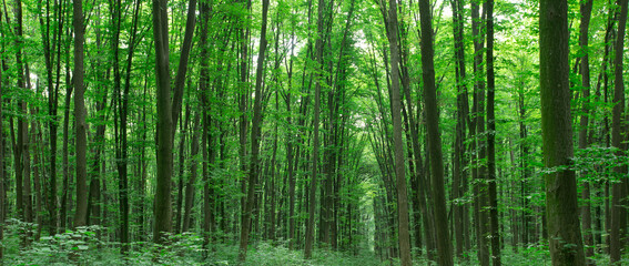 Obraz premium green Forest trees. nature green wood sunlight backgrounds