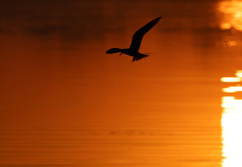 Fototapeta premium A backlit image of White-cheeked Tern flying during sunrise at Tubli, Bahrain