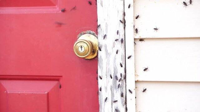 Boxelder bugs cling to the walls of a house during the fall season in America. These bugs are redolent and will release a pungent.