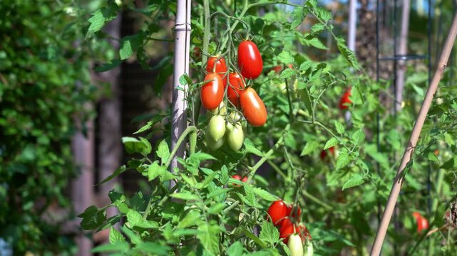 Tomatoes, from green to red, growing in a vegetable garden. Vegetable garden concept highlighting sustainable and healthy, homegrown food.