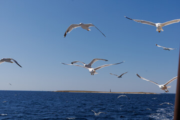 Flock of seagulls flies above the open sea near a moving boat with wide sky copy space. Concept of seabird behavior, vessel following, marine wildlife, feeding and coastal travel. © Natallia