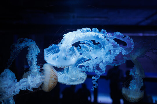 English: Compass jellyfish Chrysaora hysoscella floats underwater with long tentacles and frilled oral arms. Concept of Scyphozoa morphology, taxonomy, marine biology and species research.