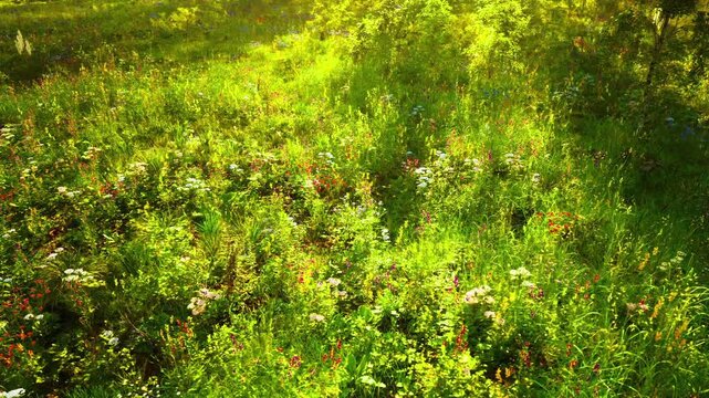 Vibrant closeup grass and flowers carpet, saturated green tones, dense low foliage dotted with tiny blooms, sunlit highlights and detailed texture, energetic