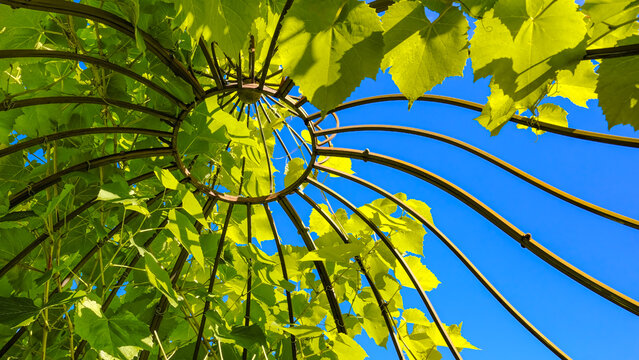 Low angle view of iron garden gazebo roof with green grapevine foliage against a clear blue summer sky