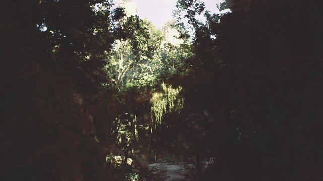 Moody backlit ravine silhouette with rich shadowed walls, high contrast foliage rim lit by distant sun, atmospheric cool tones and quiet foreground leading into