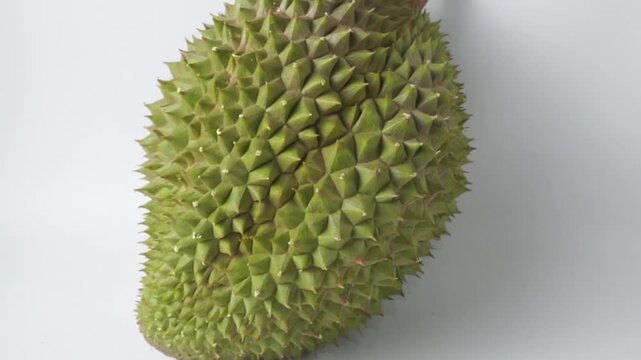 Whole fresh king of fruit durian with sharp green spiky husk isolated on white background, studio shot concept for tropical fruit harvest, exotic food, Asian cuisine, and gourmet dessert.