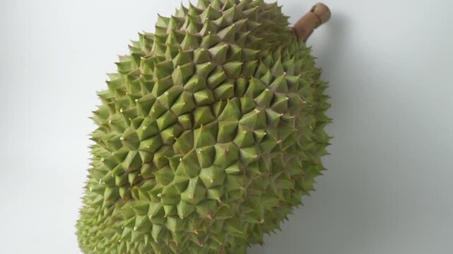 Whole fresh king of fruit durian with sharp green spiky husk isolated on white background, studio shot concept for tropical fruit harvest, exotic food, Asian cuisine, and gourmet dessert.