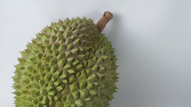 Whole fresh king of fruit durian with sharp green spiky husk isolated on white background, studio shot concept for tropical fruit harvest, exotic food, Asian cuisine, and gourmet dessert.