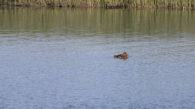 canard colvert sur le fleuve	