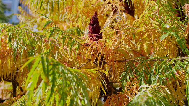 variety of sumac tree in a park