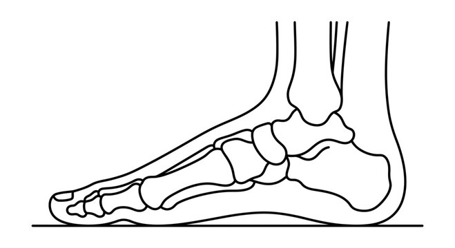 Side view anatomical illustration of human foot bones in minimalist line style