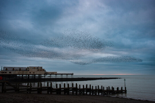 Starling murmuration