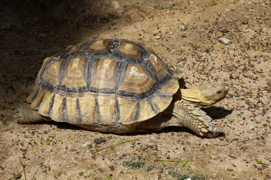African Sulcata Tortoise Walking on Sandy Ground, Side View