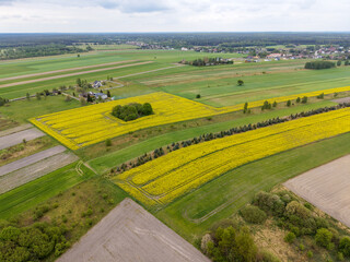 Obraz premium High Angle Drone View of Spring Canola Fields and Forest Edge