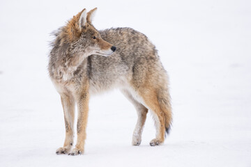 Fototapeta premium Call of the wild. Coyote hearing a pack of wolves in the distance has him alerted of danger. 