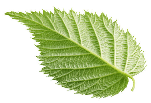 Raspberry leaves isolated