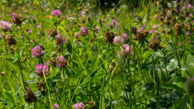 Red Clover Trifolium pratense Flowering and Fading in a Dense Meadow Sward from Above &mdash; Concept: Pollinator Forage and Bee Pasture, Nitrogen Fixing Cover Crop, Herbal Medicine Reference