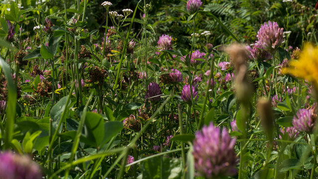Red Clover Trifolium pratense Flowering and Fading in a Dense Meadow Sward from Above &mdash; Concept: Pollinator Forage and Bee Pasture, Nitrogen Fixing Cover Crop, Herbal Medicine Reference