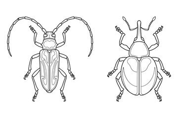 Obraz premium Detailed line art drawing of two different types of beetles with entomology