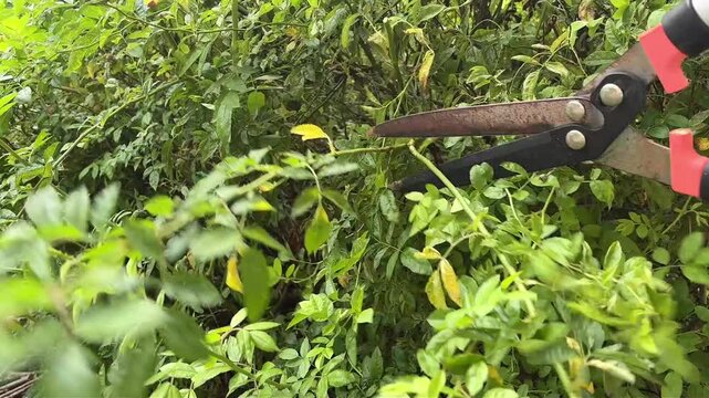 Pruning a garden shrub with pruning shears.
