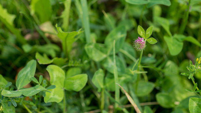 Single Red Clover Trifolium pratense Bud Opening in a Lush Green Meadow Sward &mdash; Concept: Nitrogen Fixing Cover Crop and Soil Health, Pollinator Forage, Fresh Green Natural Background