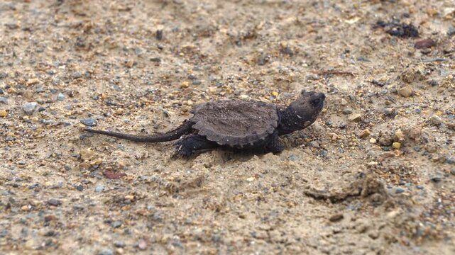A baby snapping turtle is walking in search of a swamp.