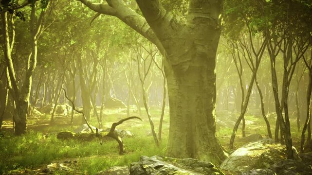 Sunlit ancient oak standing in clearing, broad trunk and sprawling roots over soft moss carpet, warm beams filtering through canopy, tranquil atmosphere perfect