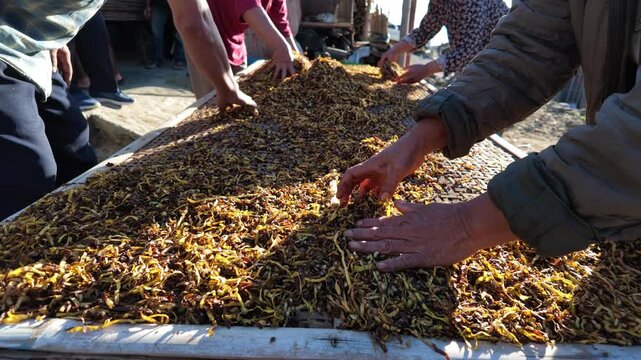 Farmers arranging sliced tobacco for drying