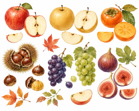 Autumn Harvest Food Illustration｜秋のモチーフ・食材・実りの秋のイラスト素材