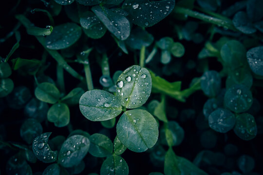 A close up of dark green clover leaves with rain drops