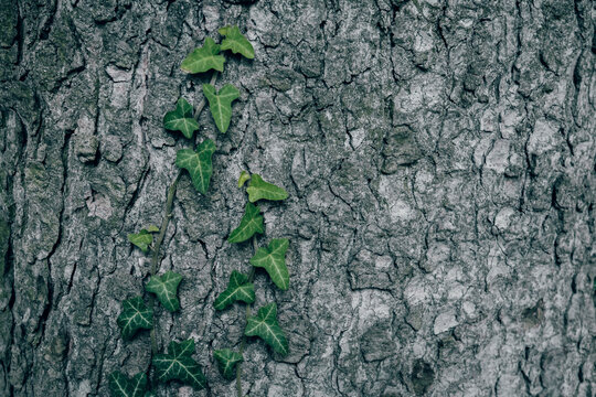  A close up of dark green Common ivy leaves on an old tree trunk