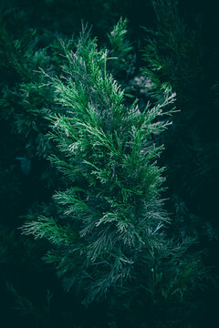 A close up of dark green Juniper shrub branches