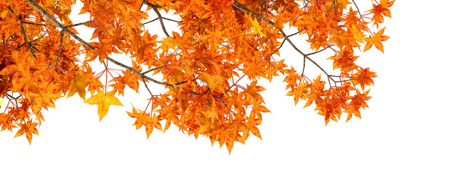 Orange autumn maple leaves branches top border isolated on transparent background