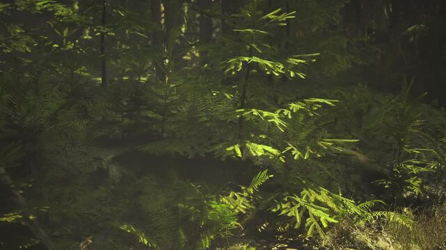 Intimate forest microhabitat by fir sapling, moss carpets and tiny seedling clusters, close focus on biodiversity and shelter for insect life, ideal