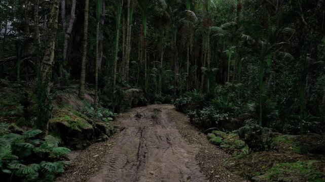 Woodland dirt jump amid green trees, sculpted soil mound and compact landing form singletrack feature, surrounding ferns and compact canopy frame recreational