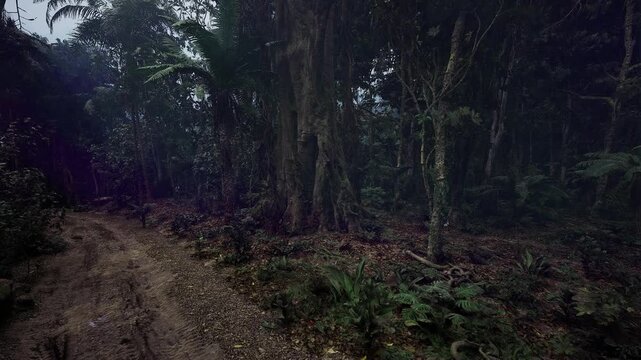 Secluded mossy clearing under cathedral canopy, soft filtered light and fern carpets suggest refuge, meditation, and nature wellness retreats.
