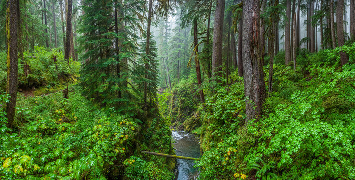 Beautiful wide panoramic view of a mountain river canyon in a dense temperate forest
