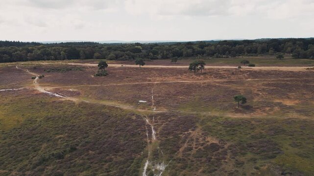 Aerial view of heathland in New Forest National Park, UK