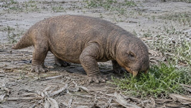 Prehistoric Therapsid Foraging for Plants in a Muddy Wetland