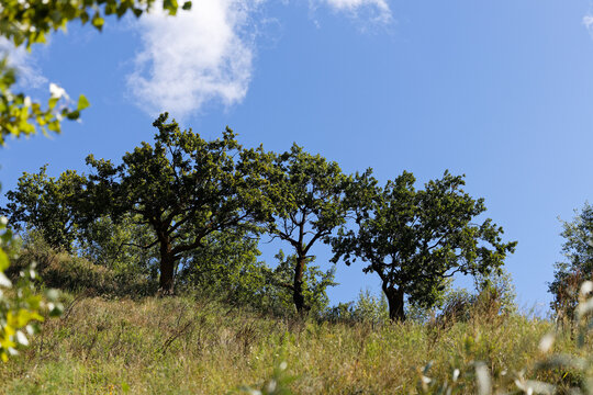 A picturesque landscape featuring three lush green trees standing on top of a grassy hill