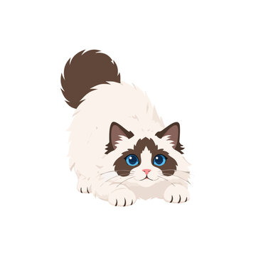 illustration cute cat ragdoll