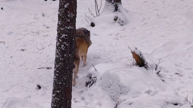 Medium shot of back view of three wild grey wolves walking on snow-covered ground in a Finnish forest during winter.