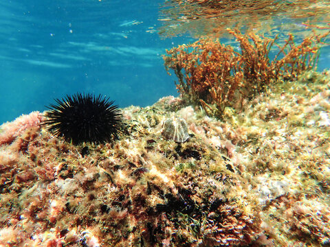 urchin, sea, sea urchin, animal, black, underwater, marine, black sea urchin, mediterranean sea, food, ocean, nature, isolated, life, wildlife, echinus, summer, echinodermata, seafood, water, natural.