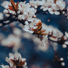 Beautiful floral spring abstract background of nature.