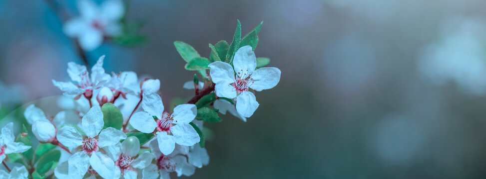Spring flowering tree, shallow depth of field. Beautiful floral spring abstract background of nature.  For easter and spring greeting cards.