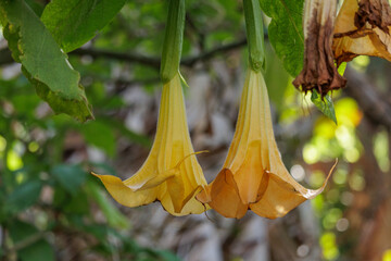 Yellow angel's trumpet flowers blooming in garden © ANTONIO COSTA