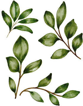A set of four hand-drawn watercolor green leaf branches and sprigs isolated on a white background, perfect for elegant wedding invitations, patterns, and organic branding.