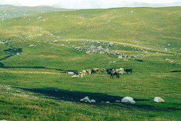 Cattle graze peacefully on rolling green hills. Sunlight casts soft shadows over grassy slopes. Scattered rocks dot the landscape. Ideal for nature, agriculture, or rural lifestyle themes © Pauli