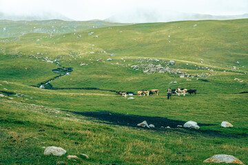 Grassy hills with scattered rocks under soft sunlight. Cows graze peacefully in open fields. Scene evokes calmness and rural serenity. Ideal for nature, agriculture, or travel themes © Pauli